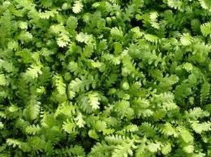 Leptinella dioica geen maat specificatie 0,55L/P9cm