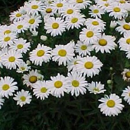 Leucanthemum (S) 'Dwarf Snow Lady' geen maat specificatie 0,55L/P9cm - afbeelding 1
