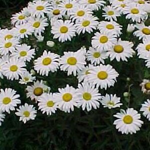 Leucanthemum (S) 'Dwarf Snow Lady' geen maat specificatie 0,55L/P9cm - afbeelding 1