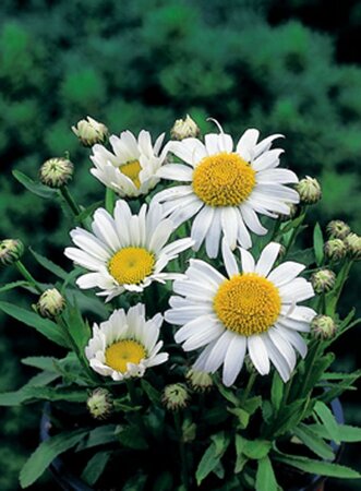 Leucanthemum (S) 'Dwarf Snow Lady' geen maat specificatie 0,55L/P9cm - afbeelding 2