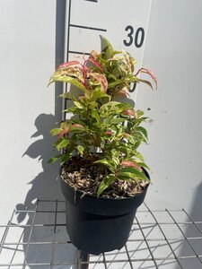 Leucothoe f. 'Rainbow' geen maat specificatie cont. 3,0L