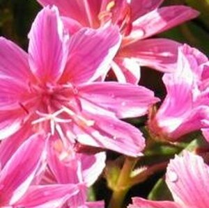 Lewisia 'Little Plum' geen maat specificatie 0,55L/P9cm - afbeelding 1