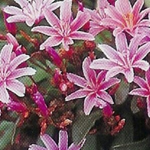 Lewisia 'Little Plum' geen maat specificatie 0,55L/P9cm - afbeelding 2