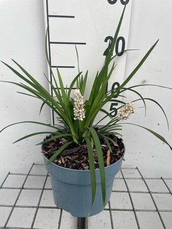 Liriope muscari 'Monroe White' geen maat specificatie cont. 2,0L - afbeelding 3