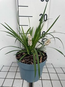 Liriope muscari 'Monroe White' geen maat specificatie cont. 2,0L - afbeelding 3