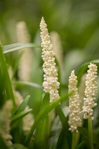 Liriope muscari 'Monroe White' geen maat specificatie cont. 2,0L