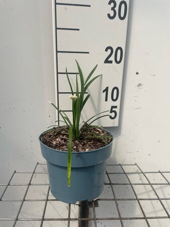 Liriope muscari 'Monroe White' geen maat specificatie cont. 2,0L - afbeelding 2