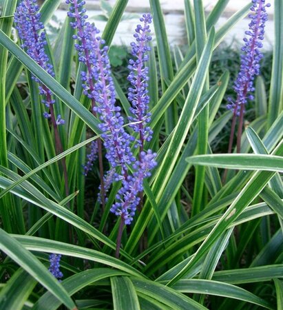 Liriope muscari 'Variegata' geen maat specificatie 0,55L/P9cm - afbeelding 1