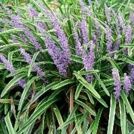 Liriope muscari 'Variegata' geen maat specificatie 0,55L/P9cm - afbeelding 2