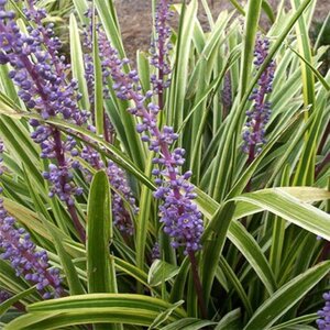 Liriope muscari 'Variegata' geen maat specificatie 0,55L/P9cm - afbeelding 3