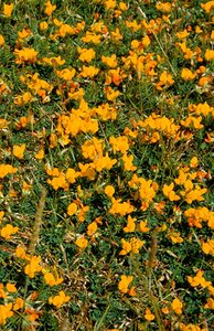 Lotus corniculatus geen maat specificatie 0,55L/P9cm