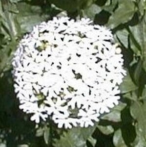 Lychnis chalc. 'Alba' geen maat specificatie 0,55L/P9cm