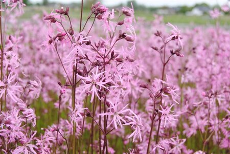 Lychnis (=Silene) flos-cuculi geen maat specificatie cont. 2,0L - afbeelding 1
