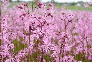 Lychnis (=Silene) flos-cuculi geen maat specificatie cont. 2,0L