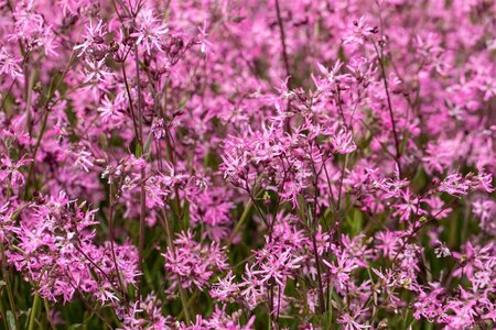 Lychnis (=Silene) flos-cuculi geen maat specificatie cont. 2,0L - afbeelding 2