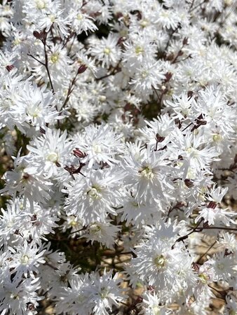 Lychnis flos-cuculi Petit Henri geen maat specificatie 0,55L/P9cm - afbeelding 1