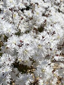 Lychnis flos-cuculi Petit Henri geen maat specificatie 0,55L/P9cm - afbeelding 1