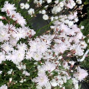 Lychnis flos-cuculi Petit Henri geen maat specificatie 0,55L/P9cm - afbeelding 2