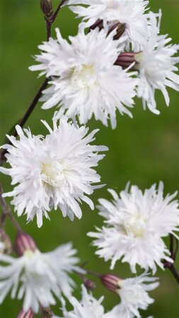 Lychnis flos-cuculi Petit Henri geen maat specificatie 0,55L/P9cm - afbeelding 3