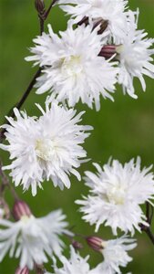 Lychnis flos-cuculi Petit Henri geen maat specificatie 0,55L/P9cm - afbeelding 3