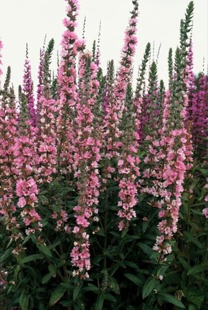 Lythrum sal. 'Pink Blush' geen maat specificatie 0,55L/P9cm - afbeelding 1
