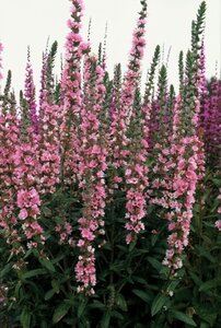Lythrum sal. 'Pink Blush' geen maat specificatie 0,55L/P9cm - afbeelding 1