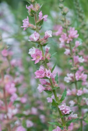 Lythrum sal. 'Pink Blush' geen maat specificatie 0,55L/P9cm - afbeelding 2
