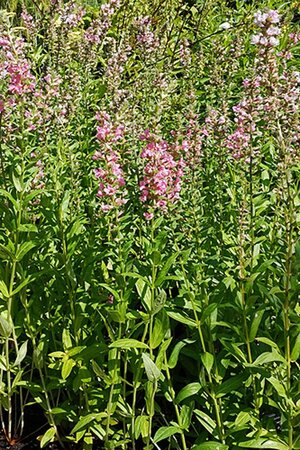 Lythrum sal. 'Pink Blush' geen maat specificatie 0,55L/P9cm - afbeelding 3