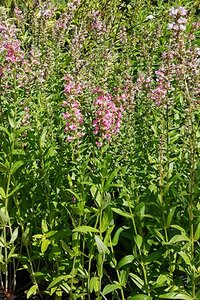 Lythrum sal. 'Pink Blush' geen maat specificatie 0,55L/P9cm - afbeelding 3