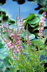 Lythrum sal. 'Pink Blush' geen maat specificatie 0,55L/P9cm - afbeelding 4