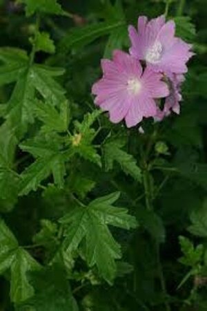 Malva alcea geen maat specificatie 0,55L/P9cm