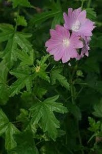 Malva alcea geen maat specificatie 0,55L/P9cm