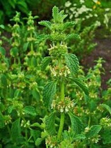 Marrubium vulgare geen maat specificatie 0,55L/P9cm