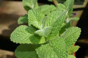 Mentha suaveolens 'Apfelminze' geen maat specificatie 0,55L/P9cm