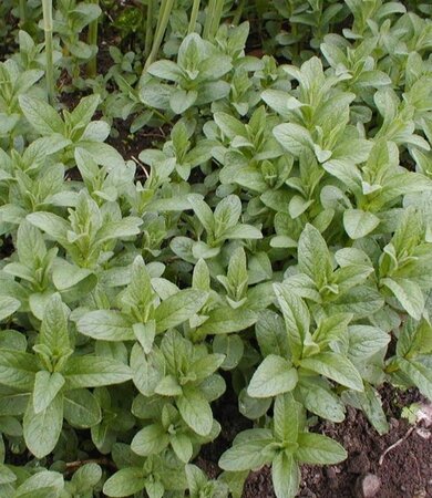 Mentha longifolia geen maat specificatie 0,55L/P9cm - afbeelding 2