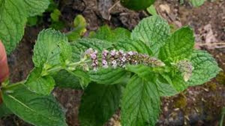 Mentha longifolia geen maat specificatie 0,55L/P9cm - afbeelding 3