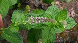 Mentha longifolia geen maat specificatie 0,55L/P9cm - afbeelding 3