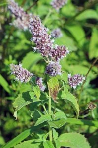 Mentha longifolia geen maat specificatie 0,55L/P9cm