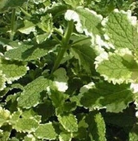 Mentha rot. 'Variegata' geen maat specificatie 0,55L/P9cm