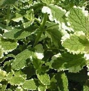 Mentha rot. 'Variegata' geen maat specificatie 0,55L/P9cm