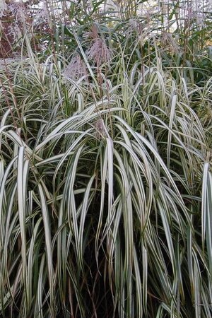Miscanthus sin. 'Cabaret' geen maat specificatie 0,55L/P9cm - afbeelding 1