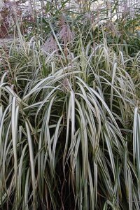 Miscanthus sin. 'Cabaret' geen maat specificatie 0,55L/P9cm - afbeelding 1