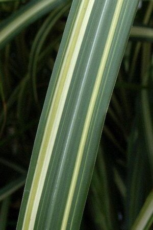 Miscanthus sin. 'Cabaret' geen maat specificatie 0,55L/P9cm - afbeelding 2