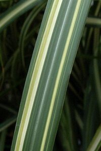 Miscanthus sin. 'Cabaret' geen maat specificatie 0,55L/P9cm - afbeelding 2