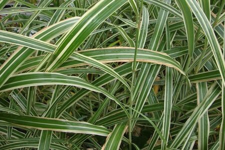 Miscanthus sin. 'Cabaret' geen maat specificatie 0,55L/P9cm - afbeelding 3