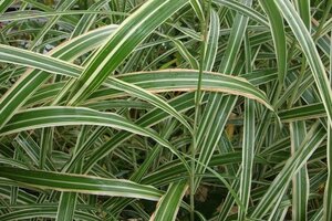 Miscanthus sin. 'Cabaret' geen maat specificatie 0,55L/P9cm - afbeelding 3