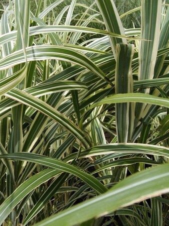 Miscanthus sin. 'Cosmopolitan' geen maat specificatie 0,55L/P9cm - afbeelding 1
