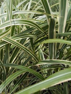 Miscanthus sin. 'Cosmopolitan' geen maat specificatie 0,55L/P9cm - afbeelding 1