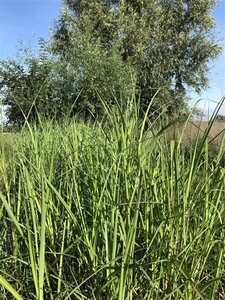 Miscanthus sin. 'Cosmopolitan' geen maat specificatie 0,55L/P9cm - afbeelding 2