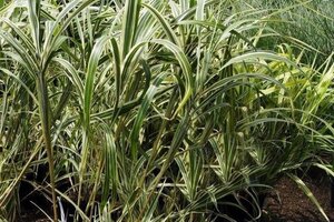 Miscanthus sin. 'Cosmopolitan' geen maat specificatie 0,55L/P9cm - afbeelding 3